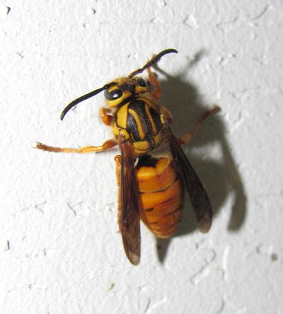 Vespula squamosa by ArachnoWolf on DeviantArt