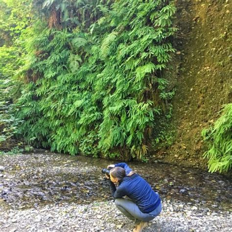 Hiking the Redwoods: Fern Canyon Trail - Park Chasers