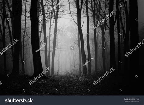 Dark Forest Night Scary Woods Stock Photo 2029491560 | Shutterstock