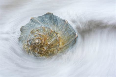 Knobbed Whelk Shell Cape Hatteras National Seashore OBX Photograph by Mark VanDyke - Fine Art ...