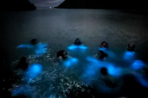 Parguera Private Snorkel, Sunset, Bioluminescent Tour 2023 - Puerto Rico