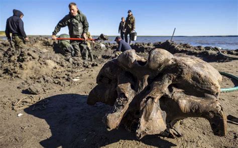 Well-Preserved Mammoth Discovered in Russian Arctic as Permafrost Thaws ...