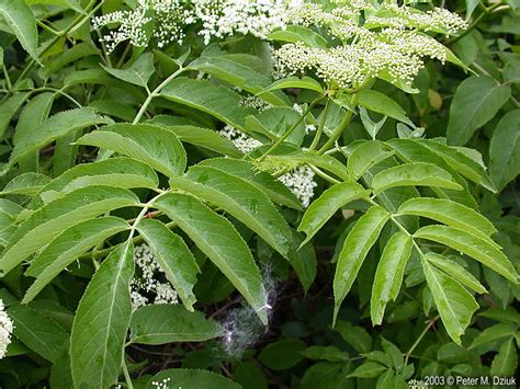 Sambucus canadensis (Common Elderberry): Minnesota Wildflowers