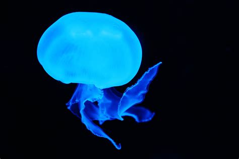 Blue Jellyfish Free Stock Photo - Public Domain Pictures