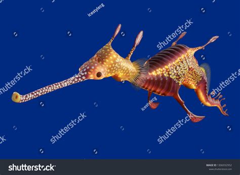 167 Weedy sea dragon Images, Stock Photos & Vectors | Shutterstock