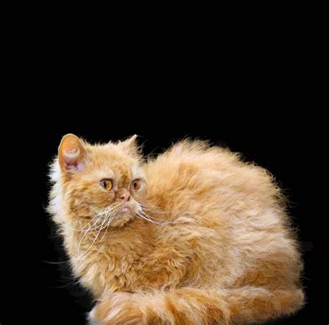 BOHEMIA REX aka CZECH CURLY CAT: Curly kittens discovered in pedigree Persian litters | Curly ...