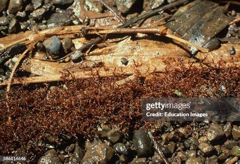 Army Ant Bridge Photos and Premium High Res Pictures - Getty Images