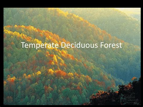 Five Zones of Temperate Forests