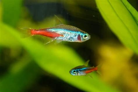 21 Best Guppy Tank Mates That Are Easy to Keep! - Fish Tank Master