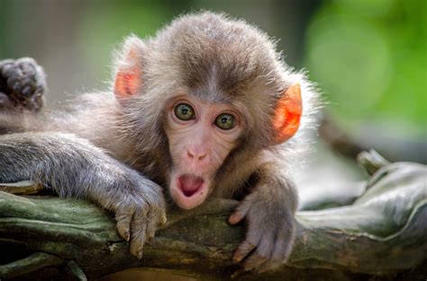 80 Cheeky Monkey Facts You Should Know | Facts.net