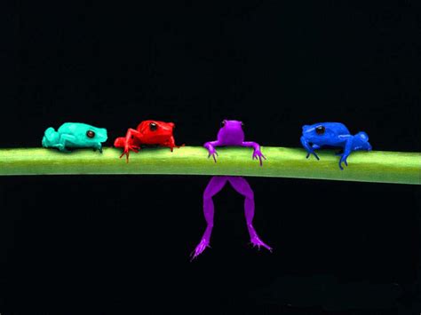 Rainbow Frogs by Arborix on DeviantArt