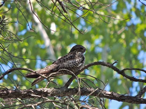 Common Nighthawk – My Bird of the Day