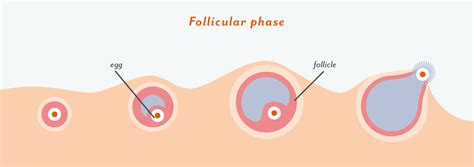 Ovulation Pain: Symptoms, How Common It is, and Why It Happens