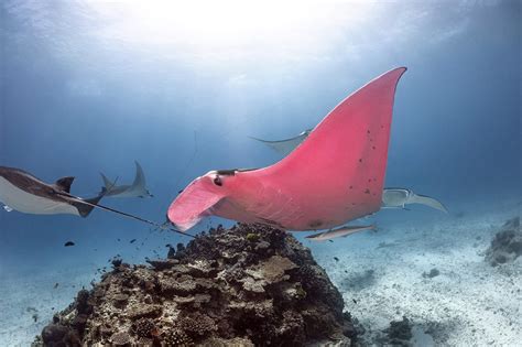 Diver captures photos of world’s only known pink manta ray