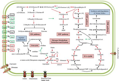 Schematic overview of important KEGG metabolic pathways in bacteroids.... | Download Scientific ...