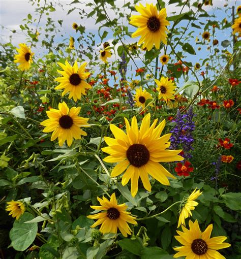 3000 Organic Wild Native Annual Sunflower seeds helianthus | Etsy