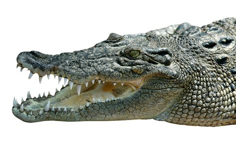 Download Crocodile PNG Image for Free