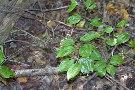 Smilax rotundifolia (Smilacaceae) - whole tree (or vine) - general