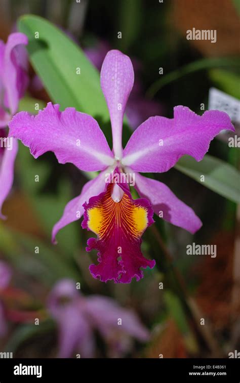 Purple cattleya hybrid orchid. Venezuela national flower Stock Photo ...