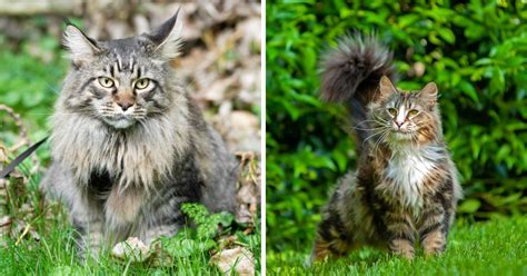 Maine Coons vs. Norwegian Forest Cats - MaineCoon.org