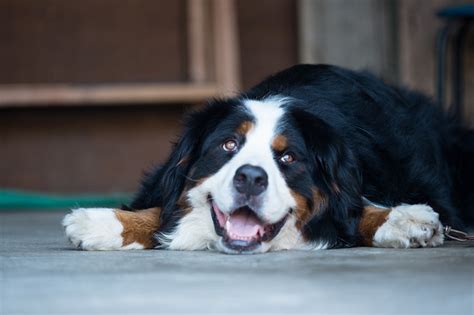 16 Smiling Dogs We Love: Literally Just Pictures of Cute Dog Smiles FTW