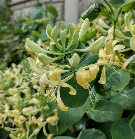 Lonicera caprifolium - Trees and Shrubs Online