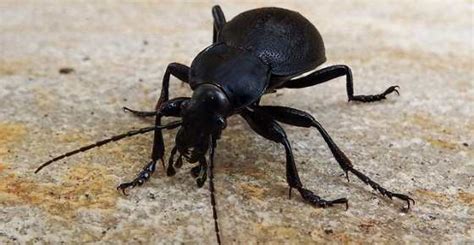 Carpet Beetle Black Brown Stripe - Carpet Vidalondon