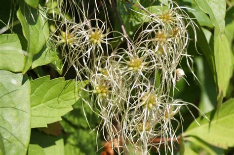 Old Man`s Beard, Traveller`s Joy Clematis Vitalba Stock Photo - Image of blossom, blooming: 96995384