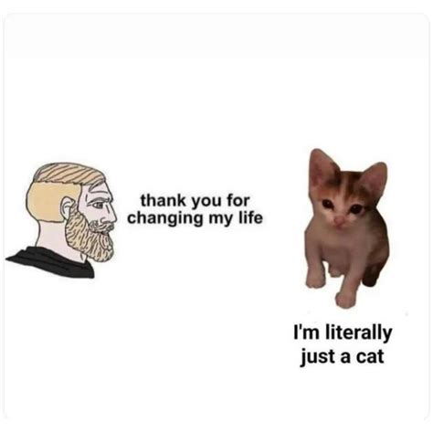 10 Purrfect Cat Memes