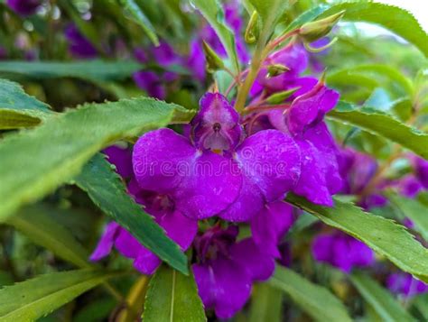 The "pacar Air" Plant with the Scientific Name Impatiens Balsamina is Flowering Purple Stock ...