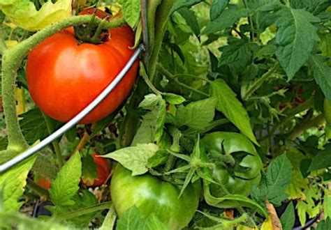 How To Grow Hydroponic Tomatoes - NoSoilSolutions