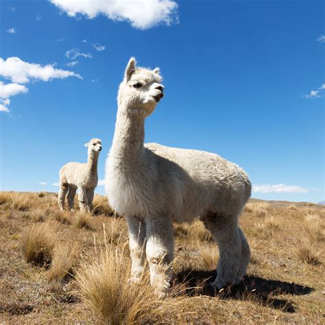 PETA – Peruvian Alpaca Industry | Wayra