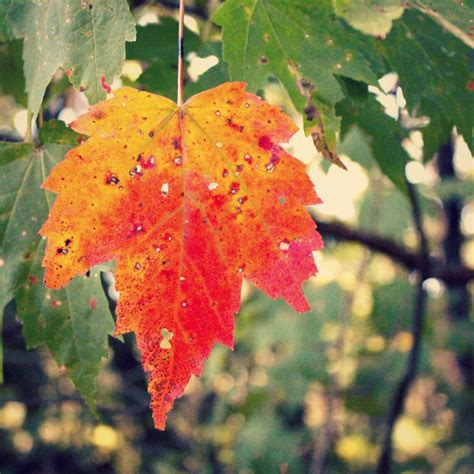 Maple Leaf Photo Autumn Photograph Orange Autumn Leaf Green - Etsy