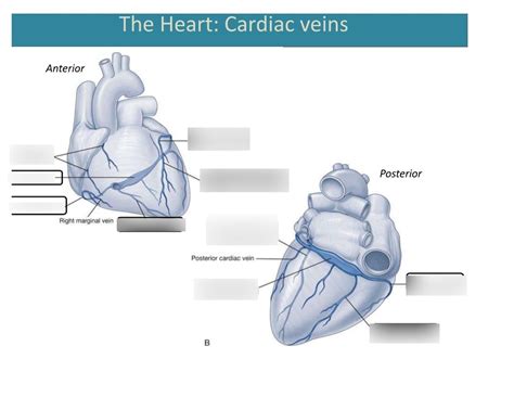 Cardiac veins Diagram | Quizlet