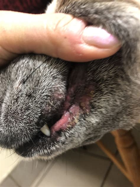 Lip fold pyoderma in a dog with chronic allergies. What treatment ...