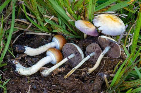 Discover the Many Types of Psilocybin Magic Mushrooms