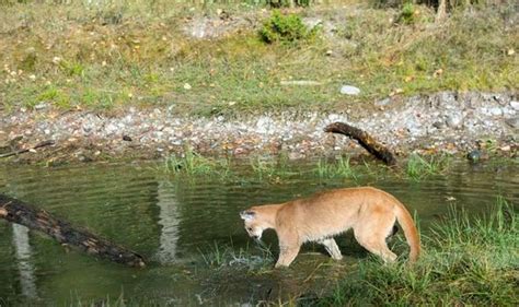 Big cat sighting: Mysterious creature seen prowling in fields outside mother's home | UK | News ...