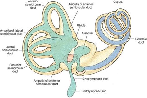 The membranous labyrinth is located within the cavities of the bony ...