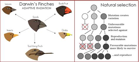 Evolution + natural selection