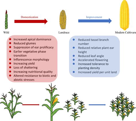 Genomic landscape of maize domestication and breeding improvement