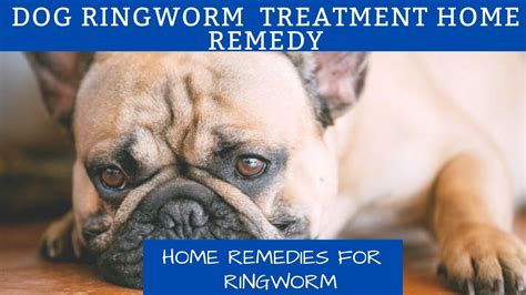Dog ringworm treatment home remedy | Home Remedies for Ringworm - YouTube