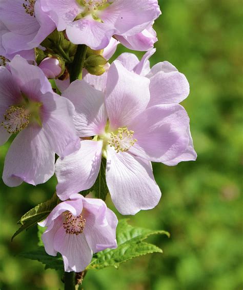 Mountain Hollyhock Photograph by Whispering Peaks Photography - Fine Art America