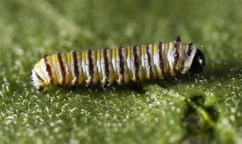 All of Nature: Monarch Butterfly Egg Hatching