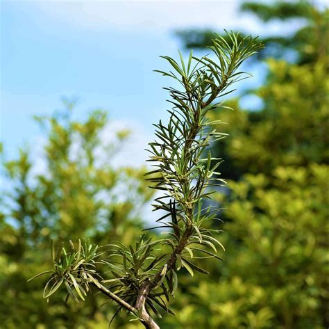 Podocarpus Macrophyllus Plant - Nestreeo.com