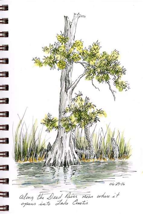 Cypress Tree Drawing at GetDrawings | Free download