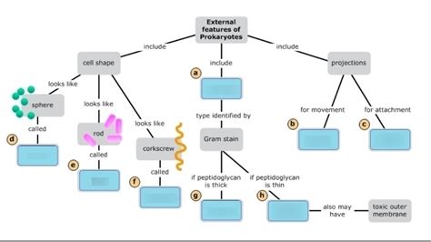 Drag The Vocabulary Terms Onto This Concept Map About The External Features Of Prokaryotic Cells ...