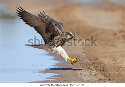 Falcon Legs Stock Photos - 2,683 Images | Shutterstock