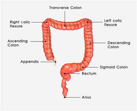 function of the colon Archives - Family Health Advocacy