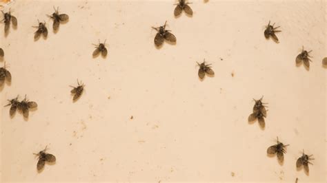 What You Can Do About the Drain Flies Found in Your Bathroom