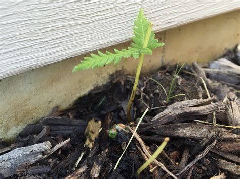 Ferns on the Menu in Latest Rabbit Attack [Backyard Neophyte Landscaping Blog]